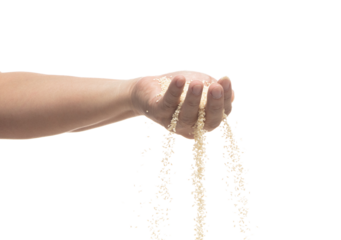 White Sesame pouring down from hand fingers, white Sesame grain wave floating, fall in air. Basil seed is organic healthy food. White background Isolated high speed shutter, freeze stop motion