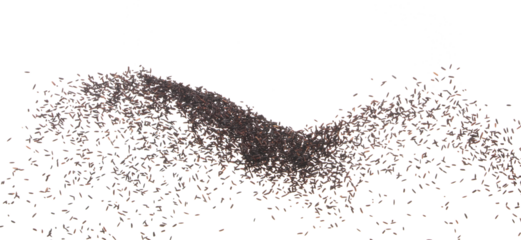 Riceberry rice pouring down from bag, black purple berry grain wave floating, fall down in air. Rice Berry is organic healthy food. White background Isolated high speed shutter, freeze stop motion