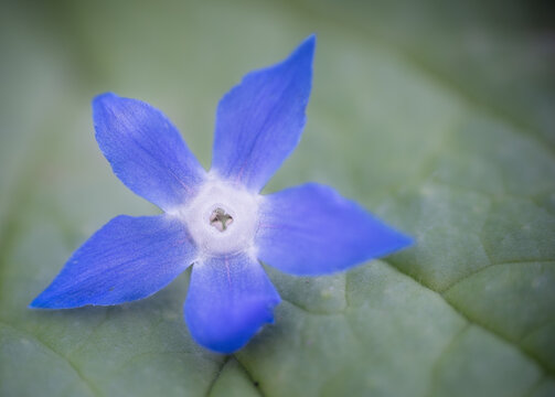 Solo Borage Blossom On A Plant Leaf In Home Garden, Sarasota, Florida