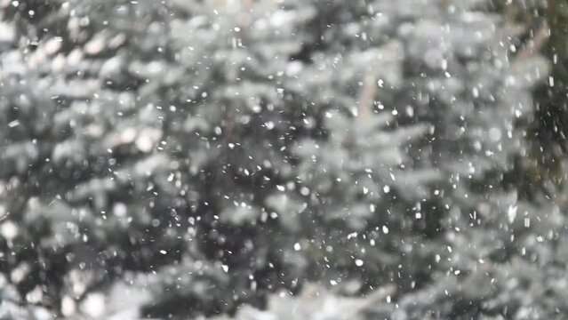 Heavy snow fall with heavy wind.