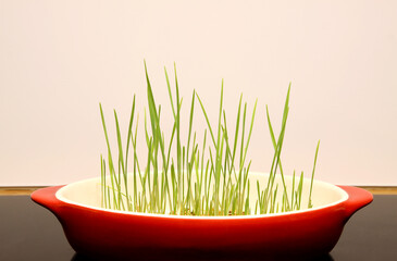 Bowl of nutritional grass