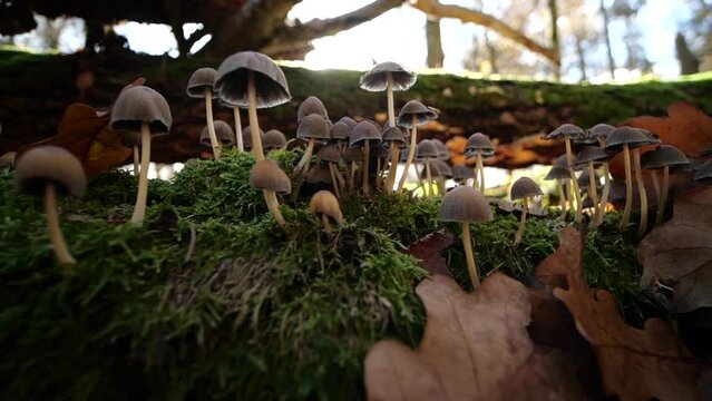 A group of mushrooms in autumn on a slow motion close up in the sun