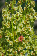Flowers of kron rhubarb rheum palmatum , belongs to the family Polygonaceae, origin is eastern Tibet and western China
