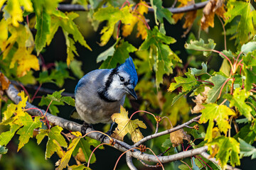 blue jay on a branch