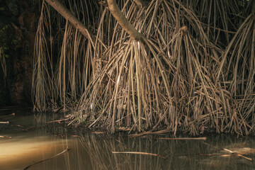 Close up of mangrove roots in putrajaya malaysia