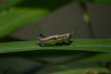 Grasshoppers are stationary on leaves