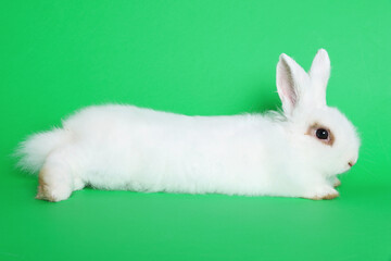 Fluffy white rabbit on green background. Cute pet