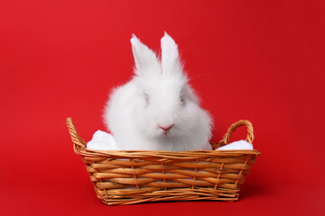 Fluffy white rabbit in wicker basket on red background. Cute pet