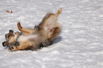 Dog rolling in the snow