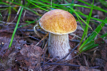 Beautiful boletus edulis mushroom banner in amazing green moss. Old magic forest mushrooms background. White mushroom in sunny day.