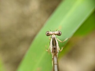 dragonfly on a leaf