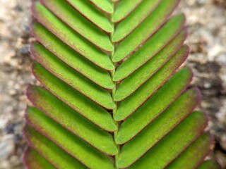 close up of fern leaf