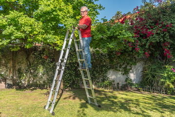 Senior male with glasses in the garden at the top of the ladder checking the oak leaves for insects.