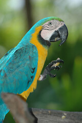 Big blue parrot Ara Hyacinth Macaw with food, Anodorhynchus hyacinthinus