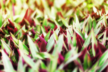 Green purple grass blades texture blurred background close up, Tradescantia, Rhoeo spathacea, boat...
