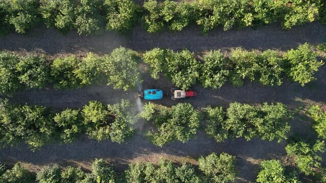 Aerial view of a tractor spraying or fertilizing pesticide into citrus trees orchard field. European countryside landscape, farmland. agricultural landscape drone video footage. Slow motion.
