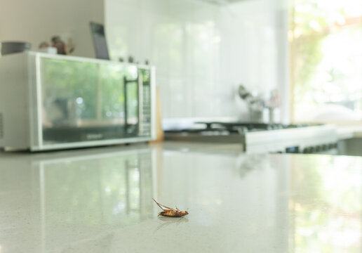 Dead cockroach on a kitchen bench after pest control.  Pest extermination