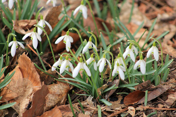 Snowdrops blooming in forest
