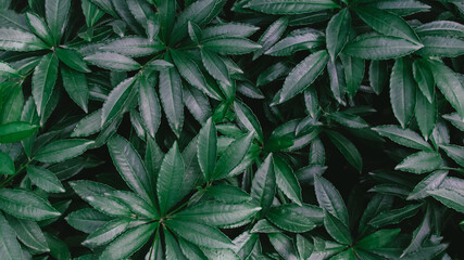 Naklejka na ściany i meble green leaf background nature background