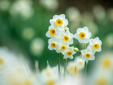 水仙 Images – Browse 14,953 Stock Photos, Vectors, and Video