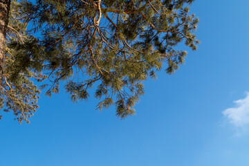 Obraz premium Black petunia flower in the summer garden