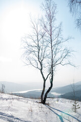 Winter landscape. A lonely birch tree on the slope of a winter hill