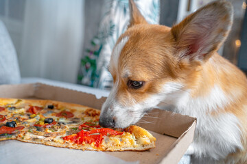 Corgi puppy sniffing eating piece big of delicious pizza on sofa. Red dog sneaking fast food food in a cardboard box. Corgi portrait enchanted snack break fast foo. Dog eats pizza. Takeaway food