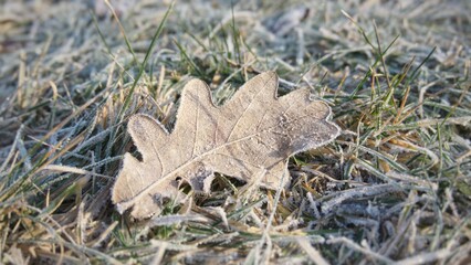 Frozen leaf on the ground in winter