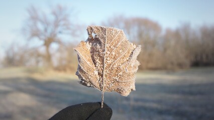 Frozen leaf in hand in winter