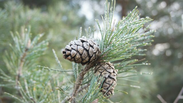 Pine cones in winter covered with snow on a branch 