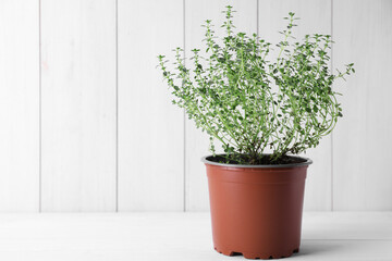 Aromatic green potted thyme on white table. Space for text