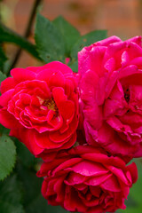 Bright pink roses in the summer garden.