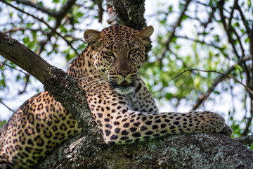 Leopard relaxing up a tree in Serengeti Park in Tanzania looking at camera