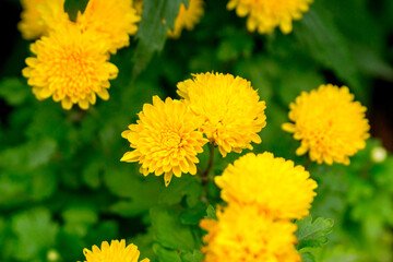Yellow chrysanthemums in the summer garden.