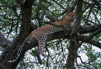 Fototapeta na wymiar Snarling leopard relaxing up a tree in Serengeti Park in Tanzania