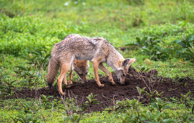 Two Jackals digging for food in the Serengeti in Tanzania