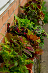 The  painted nettle (Coleus scutellarioides) in the summer 