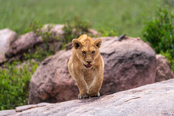 Lion cub walking on rock towards camera in Serengeti National Park - Powered by Adobe