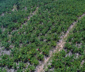 Aerial view of bananas plantation in a tropical location