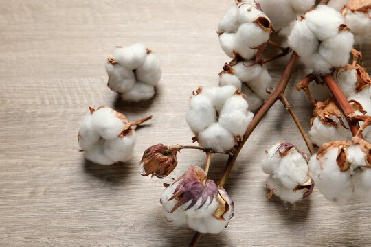 Dried cotton branch with fluffy flowers on wooden table, closeup
