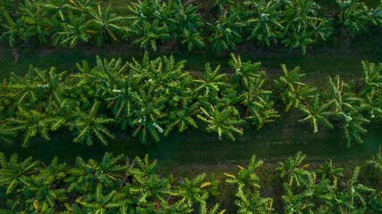 Aerial view of bananas plantation in a tropical location