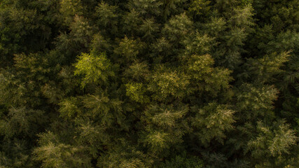 aerial, aerial landscape, aerial view, background, beautiful, bush, christmas, coniferous, conifers, countryside, cultivate, cultivation, destruction, drone, earth, ecology, environment, evergreen, fi