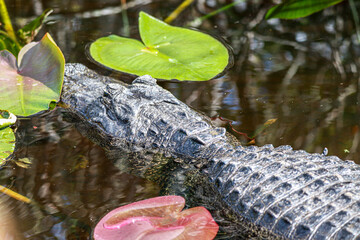 alligator , crocodile , everglades , predator