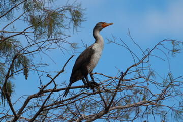 great blue heron