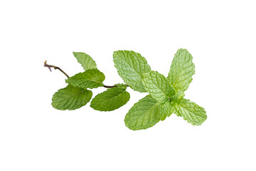 Mint leaves isolated. 