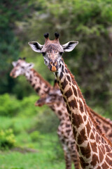 Obraz premium Giraffe looking at camera other blurred giraffes in background
