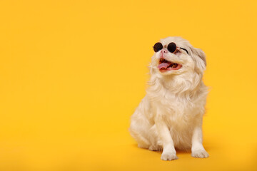 Cute Pekingese dog with sunglasses on yellow background. Space for text - obrazy, fototapety, plakaty