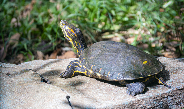 green turtle sunbathing on a rock