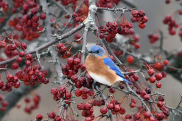 Male Eastern Bluebird sits perched in a chokecherry tree surrounded by red berries