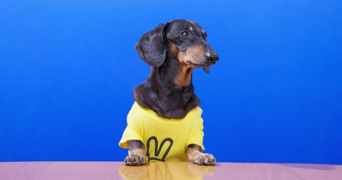 Adult dachshund dog in yellow T-shirt with pattern of peace stands on a blue chromakey background looks at wooden table attentively at a business meeting. Speech behind the podium debates elections
